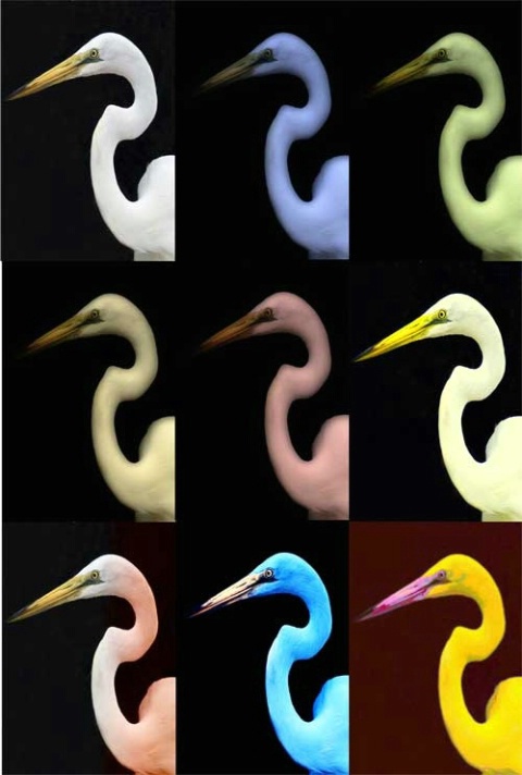 Heron ala warhol