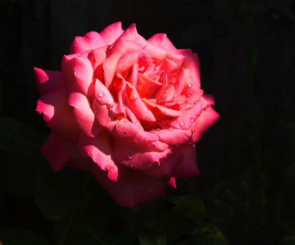 Rose perfect