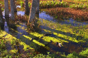 Morning reflections