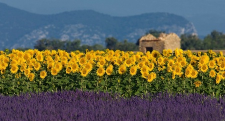 Lavender and sunflower setting in Provence, France