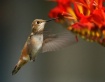 Beautiful Flyer