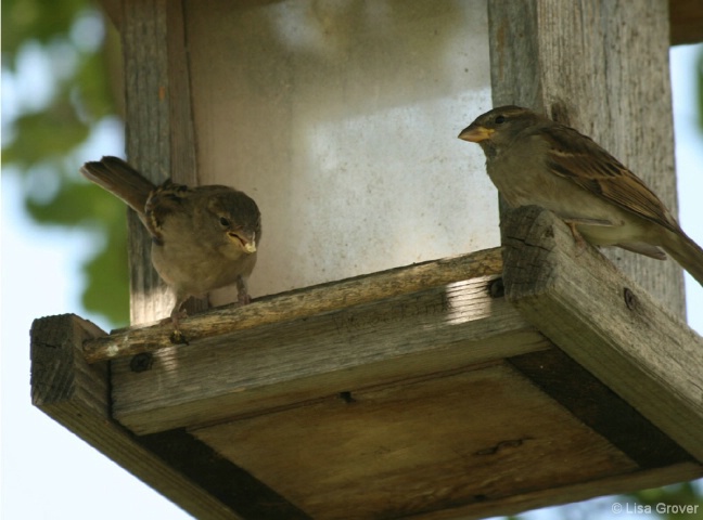 birdfeeder