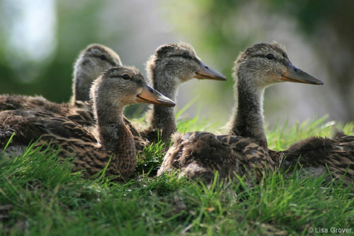 Girl Ducks