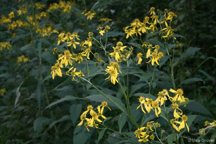 Flowers at Waterfall Glen