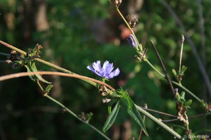 Flower at Waterfall Glen