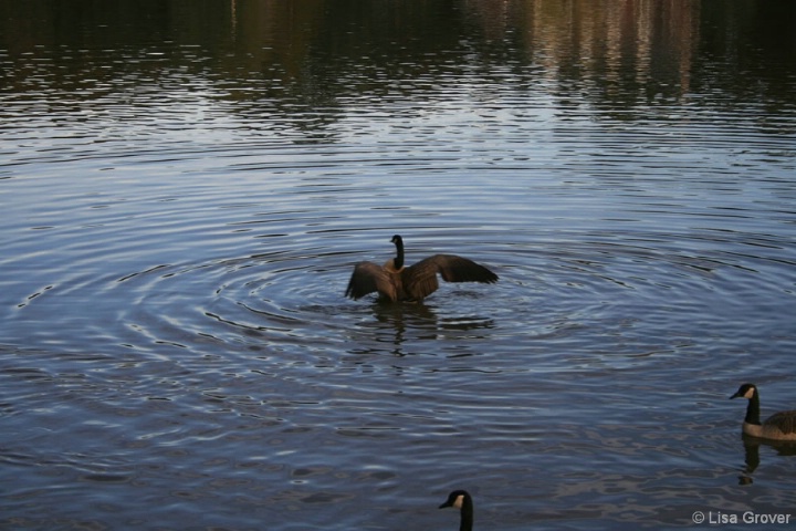 Flapping goose