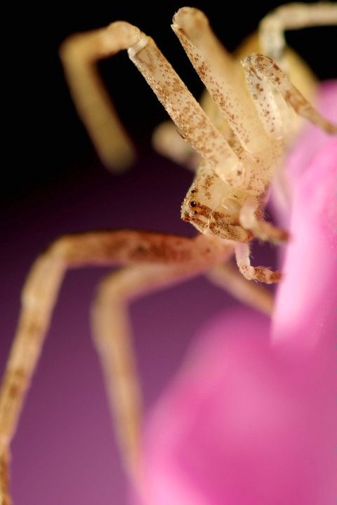Pink Spider