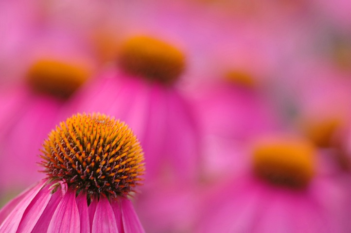 Pink Cones