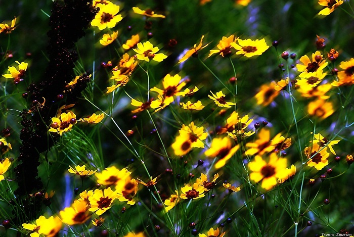 Windblown wildflowers