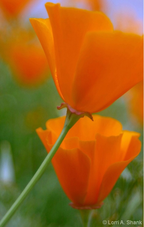 California Poppy #4