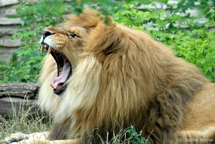 Roaring or Yawning?