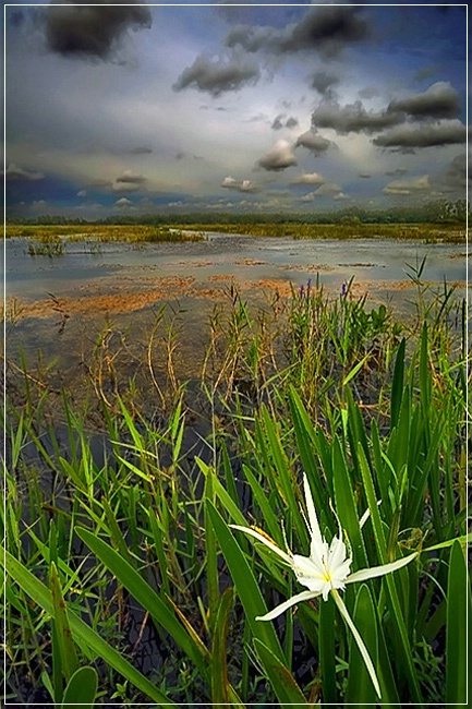 Spider Lily