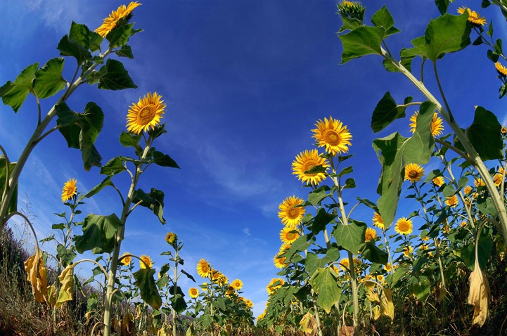 Rows of sunflowers