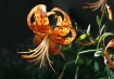Turk's Cap Li...