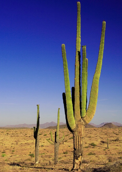 Giant Sagauro Cactus
