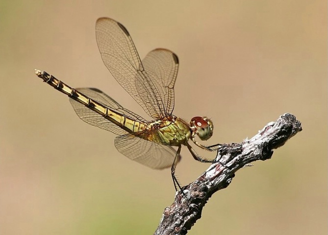 Band-Winged Dragonlet