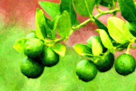 Key Limes