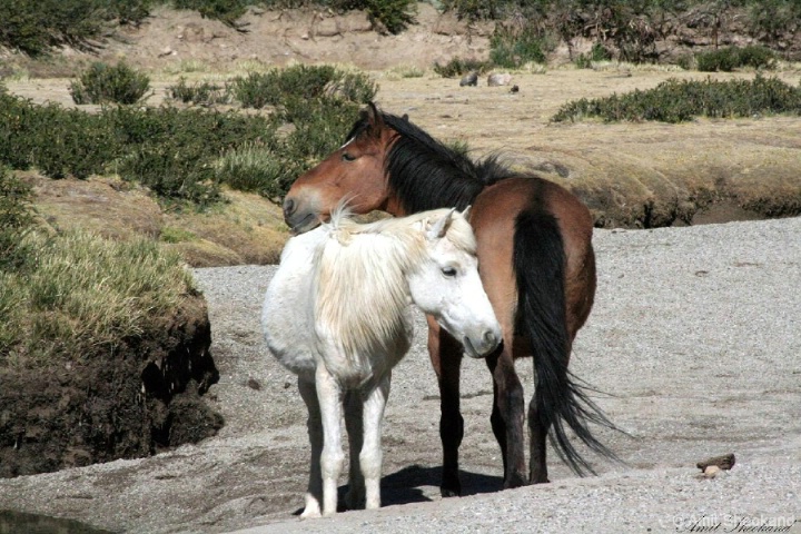 Wild Horses