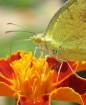 Butterfly macro 2...