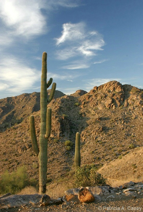 Saguaro Sunday 7/29