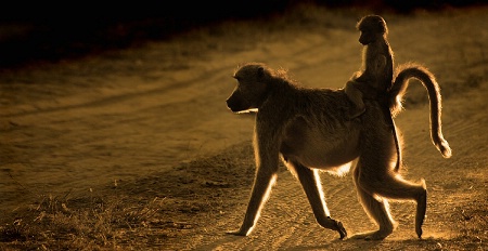 Baboon & Young, Sunset Botswana