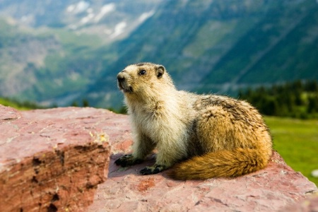 Hoary Marmots Pose