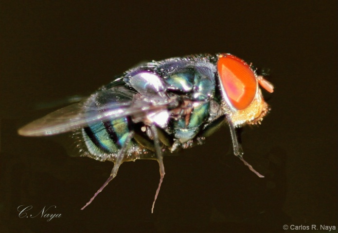 Super Fly - ID: 4303115 © Carlos R. Naya