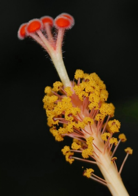 Hibiscus Stamen # 2