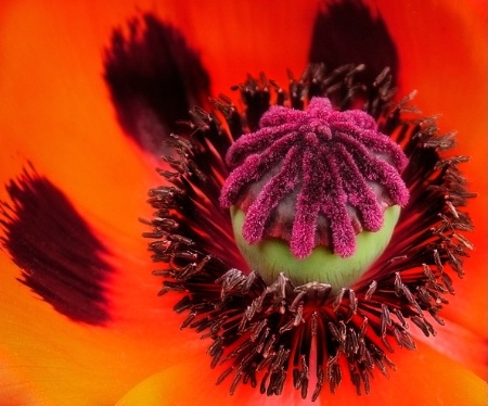 Poppy