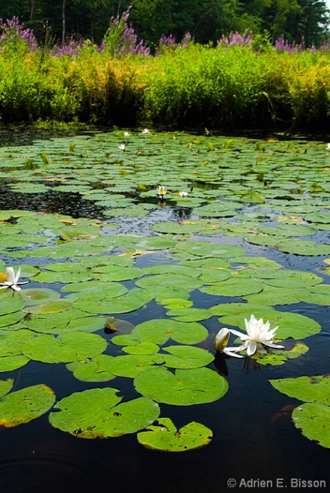 Lilly Pads 1
