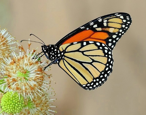 Monarch on Buttonbush