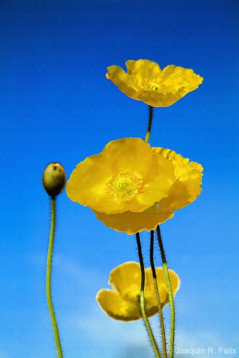 watercolor_poppies1