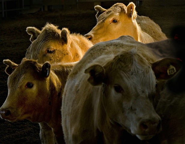 trio of sunlit cows