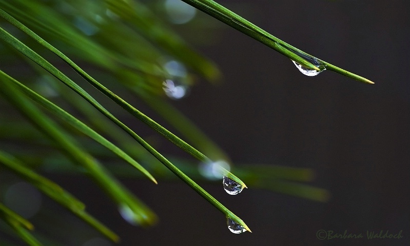 Rain on pine needles