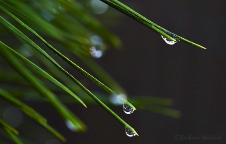 Rain on pine needles