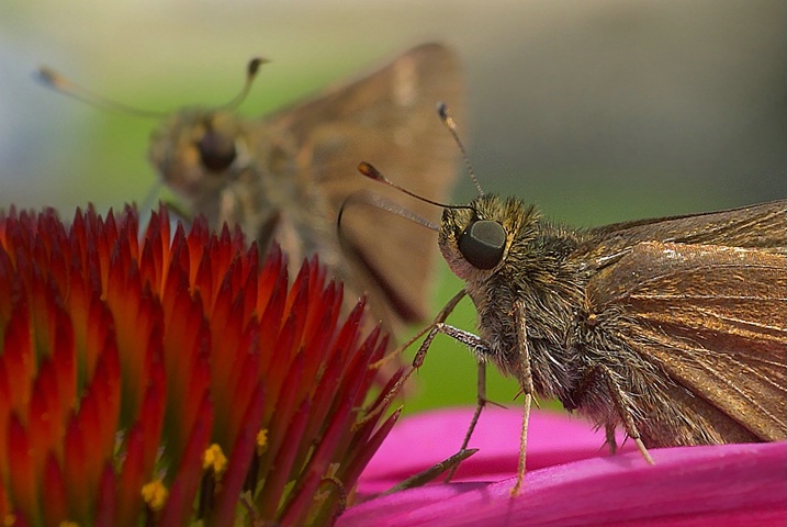 Dining Out With Friends - ID: 4308984 © Laurie Daily