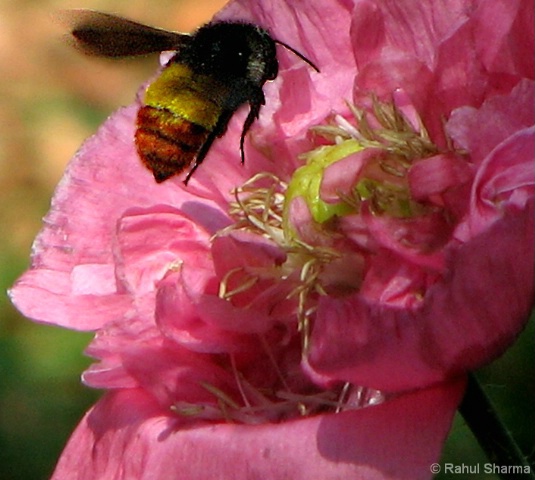 Honeybee Landing........