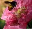 Honeybee Landing....