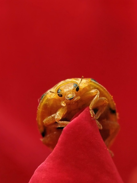 Romantic Bug