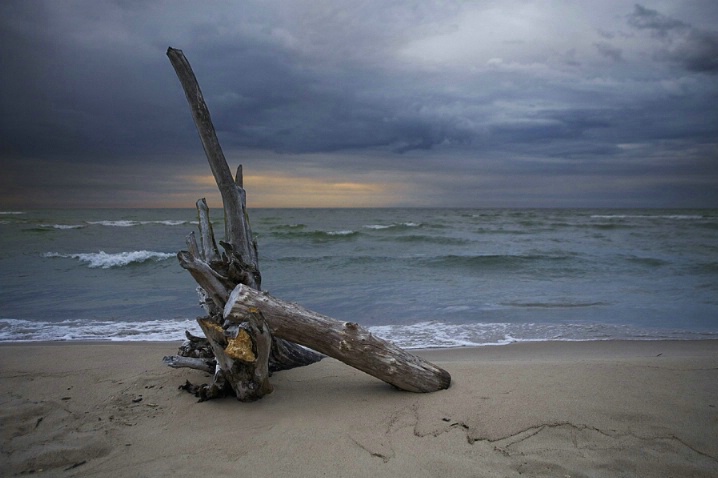 Beach Driftwood at Sunrise