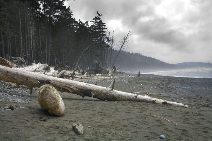 Fallen Tree Log on Beach
