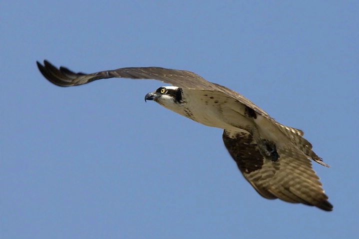 Osprey in Flight - ID: 4312049 © John Tubbs