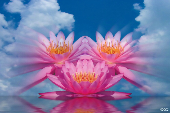 Waterlily Bliss