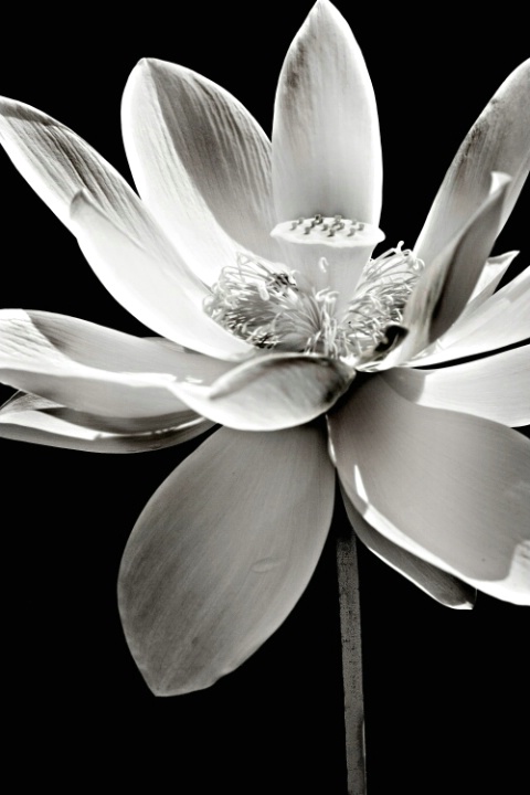 Black and White Flower