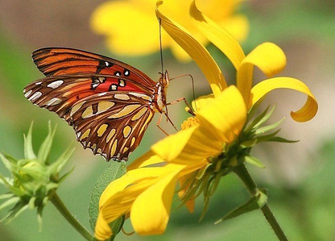 Gulf Fritillary on Sunflower