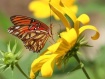 Gulf Fritillary o...