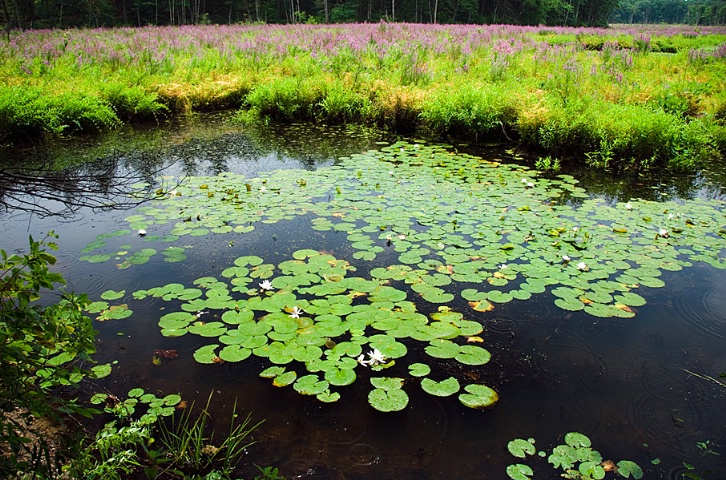 Lilly Pads 2