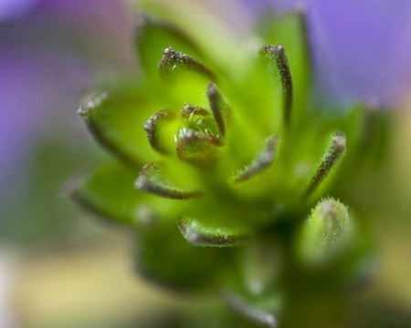 Green Bud