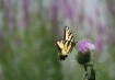 Monet's Bokeh