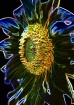 Black Gold
